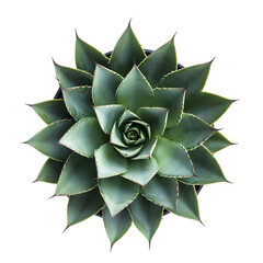 Fototapeta premium Succulent Plant Agave Desert Plant Top View Green Floral Botany Nature Closeup T