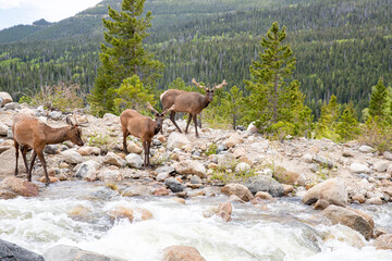 Young Elk at Rocky Mountain National Park