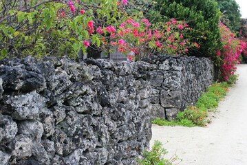 White sandy path lined by limestone walls with decorative bright bougainvillea
