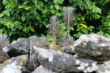 Tropical plants grow and seedling process between the rocks