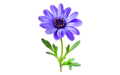 Cineraria flower head isolated on transparent background, Soft lighting, Spring flowers, Macro photography