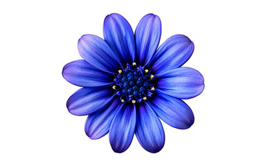 Fototapeta premium Cineraria flower head isolated on transparent background, Soft lighting, Spring flowers, Macro photography
