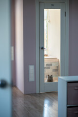 Cat feels sad and lonely in pet hotel room, waiting for owners, looking out the door window. Pet isolation, feline longing, animal care, owner absence, hotel stay, cat sadness, pet boarding