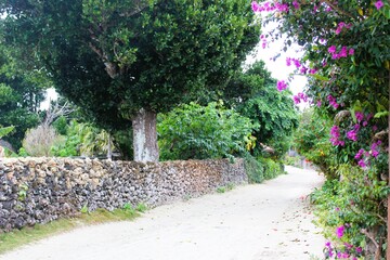 Curved white sandy path lined by limestone walls with tropical plants 