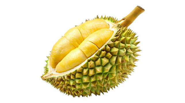 King of fruits durian isolated on transparent background, Organic vitamin and harvest season fruits .