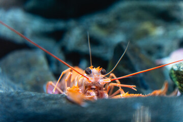 アクアワールド大洗のエビ