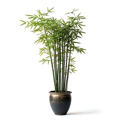 single green bamboo plant in a tall decorative pot isolated on white background