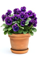 purple pansy plant in a terracotta pot isolated on white background