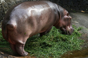  Hippos are large mammals. Hippopotamus eats grass deliciously. The shape of their head resembles a horse in the water. They are large, round animals with wide mouths and long, curved lower canines.
