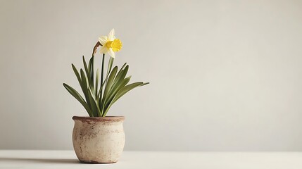 yellow daffodil plant in a rustic pot isolated on white background