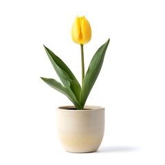 yellow tulip plant in a tall ceramic pot isolated on white background