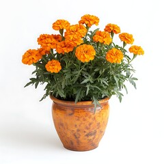 orange marigold plant in a large ceramic pot isolated on white background