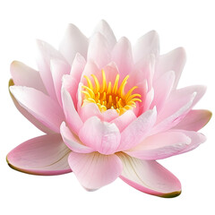 Pink Water Lily Flower Bloom  Aquatic Plant  Nature  Botany  Floral  Petal  Blossom  Seren