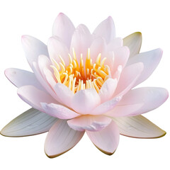 Pink Water Lily Flower Blossom  Aquatic Plant  Nature  Bloom  Botany  Floral  Closeup