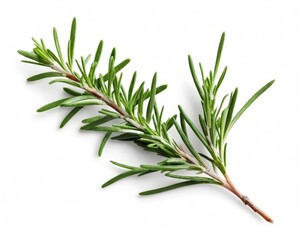 Fototapeta premium rosemary