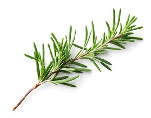 Fototapeta premium twig of rosemary