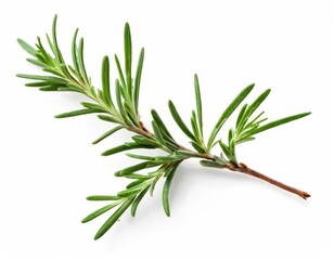 Fototapeta premium rosemary