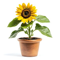 Obraz premium bright sunflower plant in a ceramic pot isolated on white background
