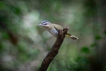 Red-eyed Vireo