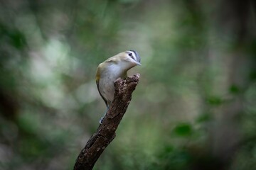 Red-eyed Vireo