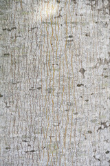 Naklejka premium White textured and patterned bark of a tree trunk, as a nature background 