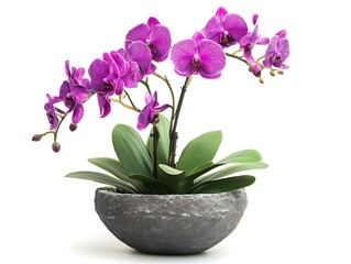 Naklejka premium purple orchid plant in a stone pot isolated on white background