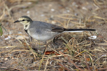 White Wagtail looking for food in the sand