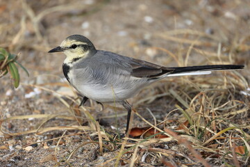 White Wagtail looking for food in the sand