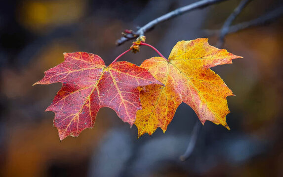 red maple leaves