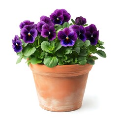 purple pansy plant in a round terracotta pot isolated on white background