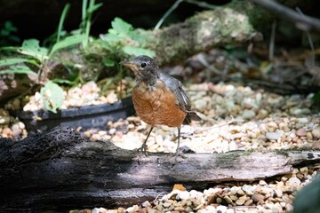 American Robin