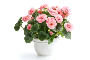 Fototapeta premium pink begonia plant in a white ceramic pot isolated on white background