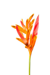 orange flower isolated on white