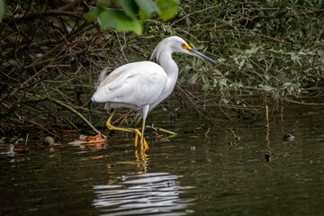 Snowy Egret