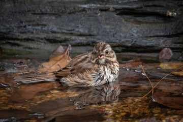 Song Sparrow