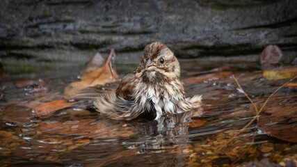 Song Sparrow
