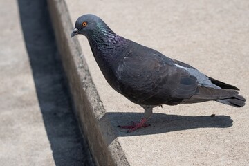 Rock Pigeon