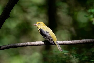 Scarlet Tanager