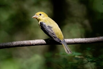 Scarlet Tanager