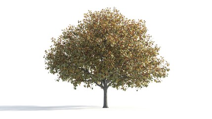 Fototapeta premium chestnut tree with chestnuts isolated on white background