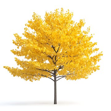 gingko tree with yellow leaves isolated on white background