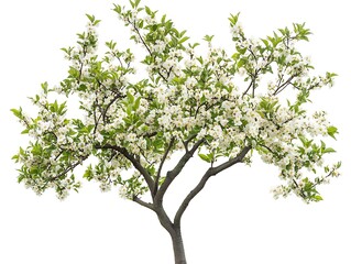 Obraz premium plum tree with blooming flowers isolated on white background