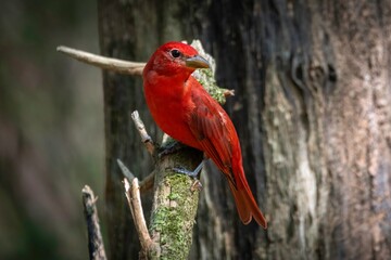 Summer Tanager