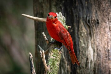 Summer Tanager