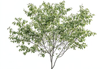 Obraz premium hickory tree with green leaves isolated on white background