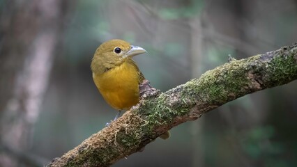 Summer Tanager
