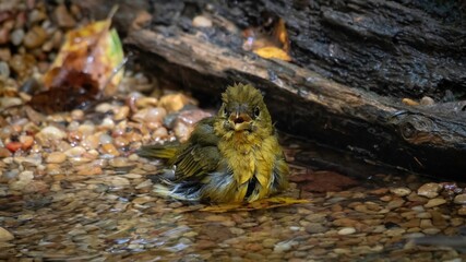 Summer Tanager