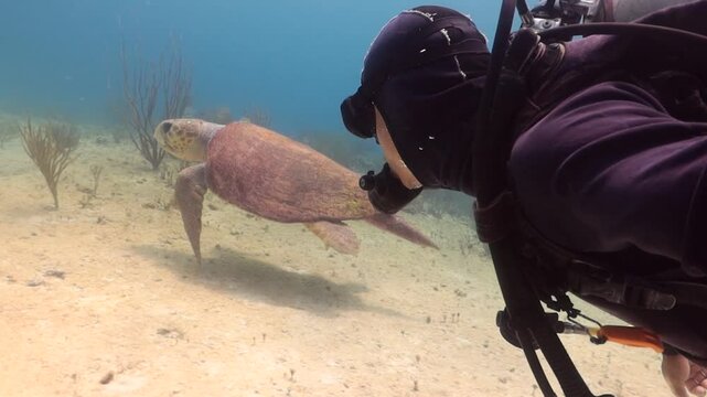 un buzo observa una tortuga caguama (caretta caretta) que nada sobre el arrecife en el mar  caribe
