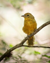 Summer Tanager