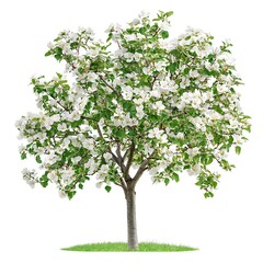 Obraz premium apple tree with white flowers isolated on white background